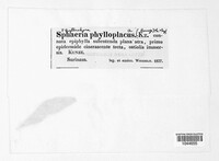 Sphaeria phylloplacus image